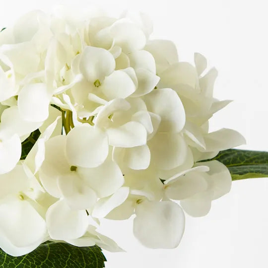 Hydrangea White