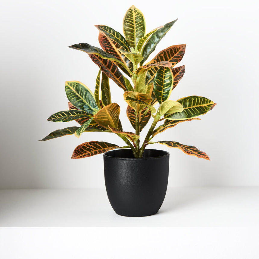 Croton Plant