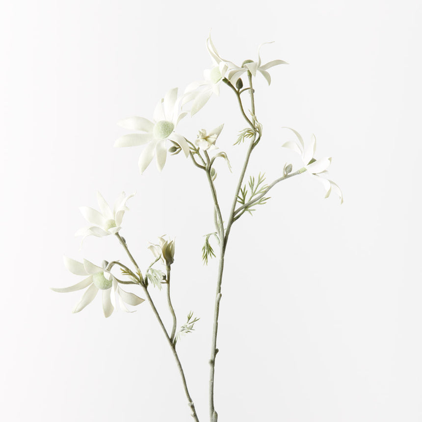 Flannel Flower (Tall)