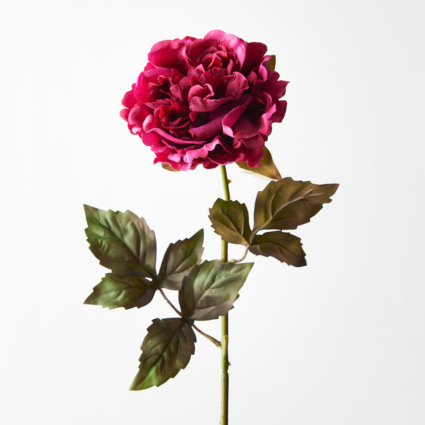 Peony - Burgundy
