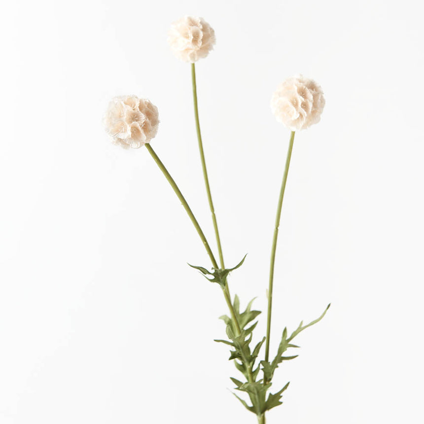 Scabiosa Stellata (Cream)