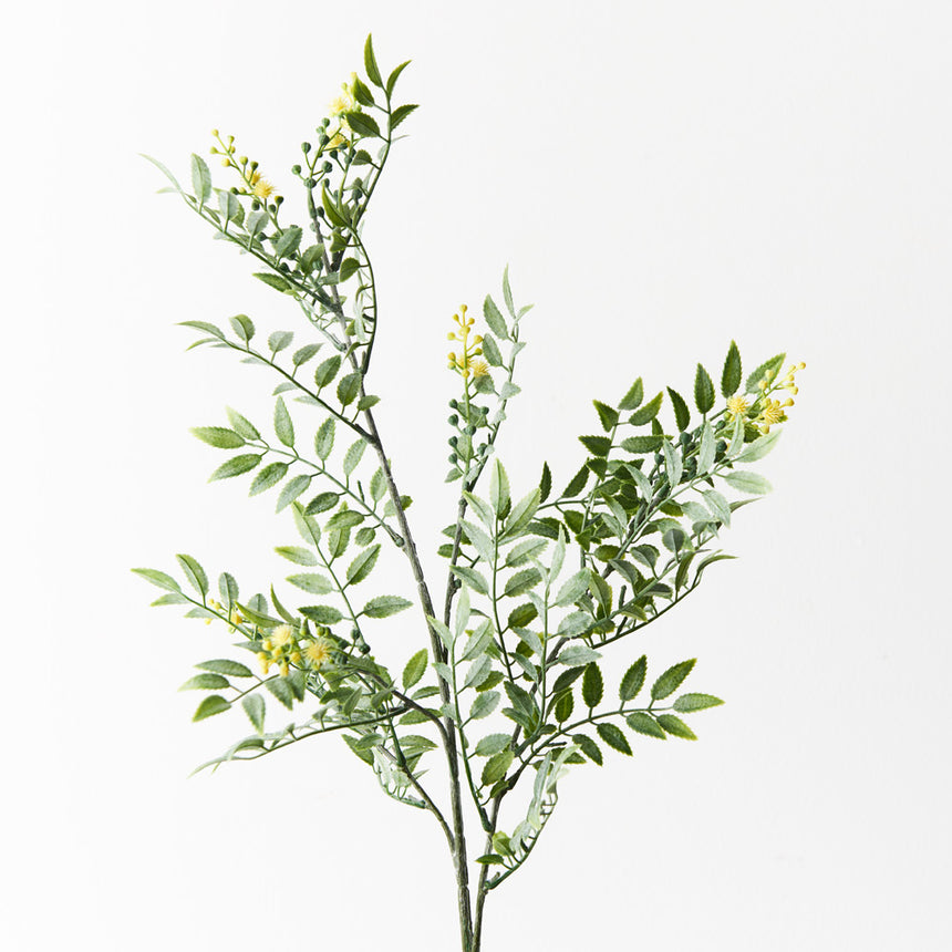 Wattle Leaf Spray