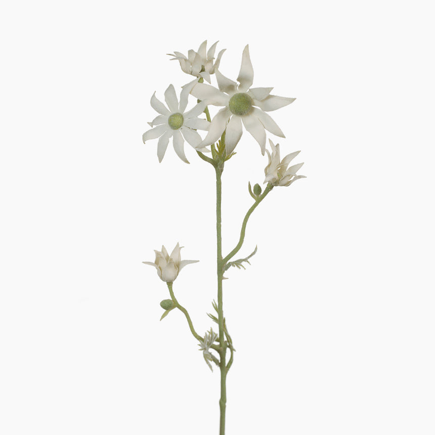 Flannel Flower