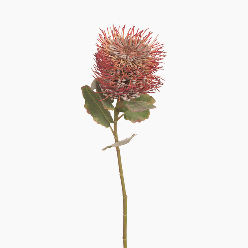 Leucospermum Hybrid (Orange)