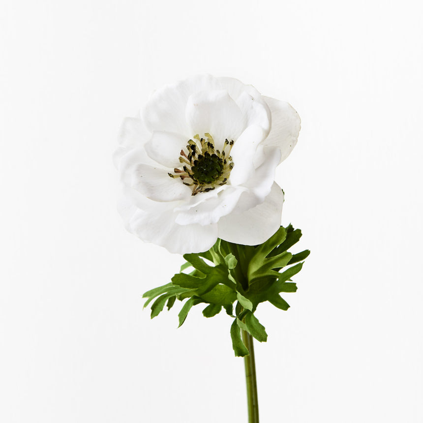 Anemone (White)