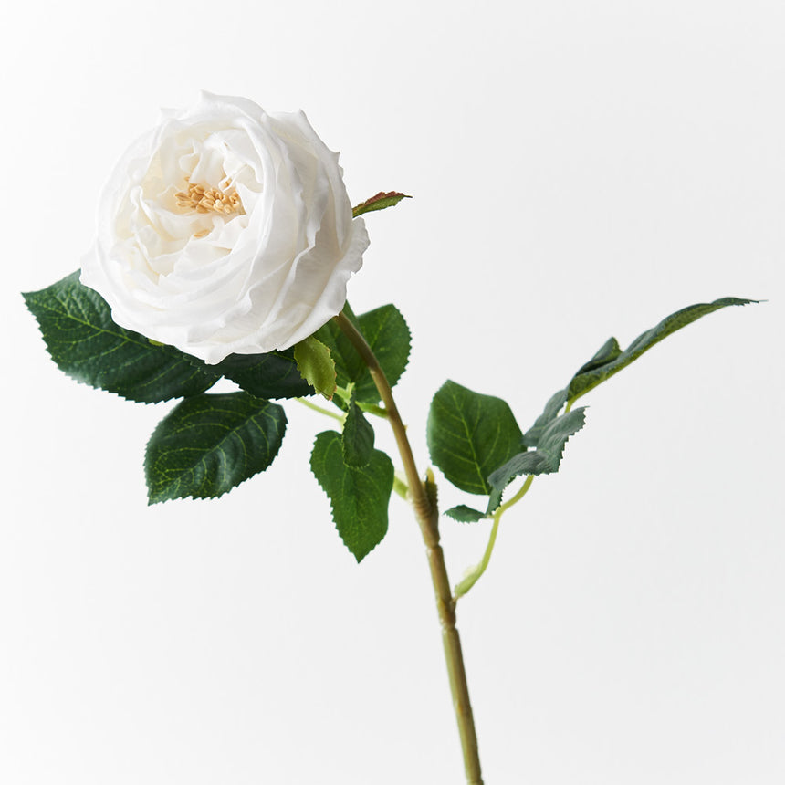 Austin Rose (Winter White)