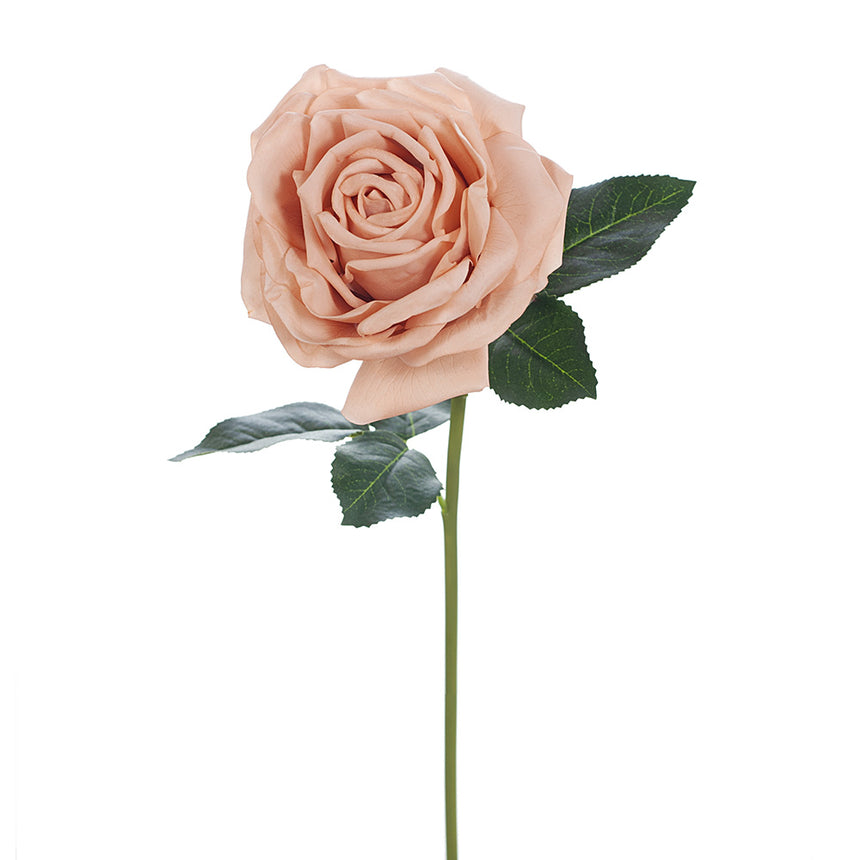 Bella Rose (Blush)