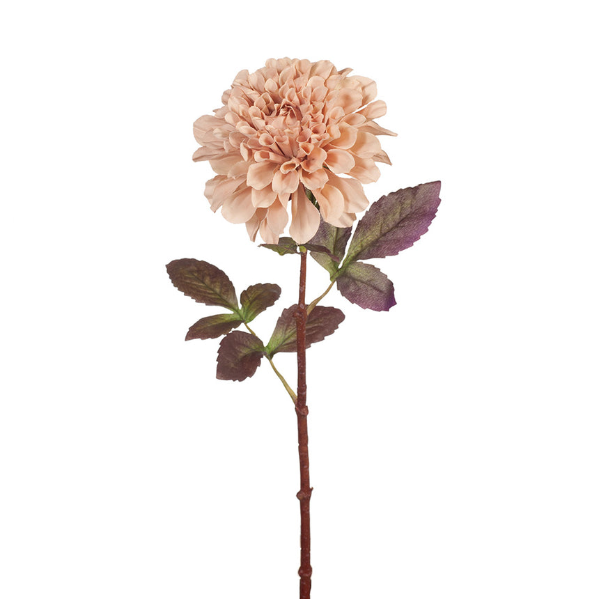 Dahlia (Dusty Pink)