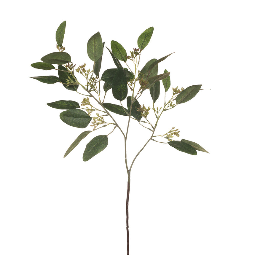 Eucalyptus Leaf and Seed (Green)