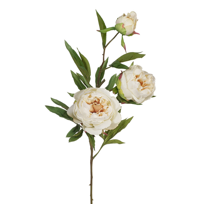 Peony and Bud (Cream)