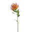 Protea Leucospermum Pincushion (Burnt Orange)
