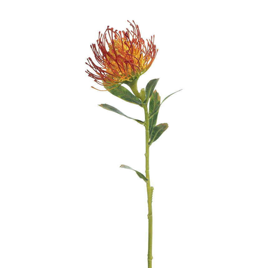 Protea Leucospermum Pincushion (Burnt Orange)