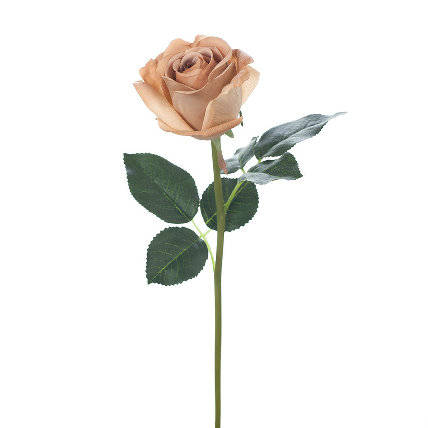 Bella Rosebud (Coffee)
