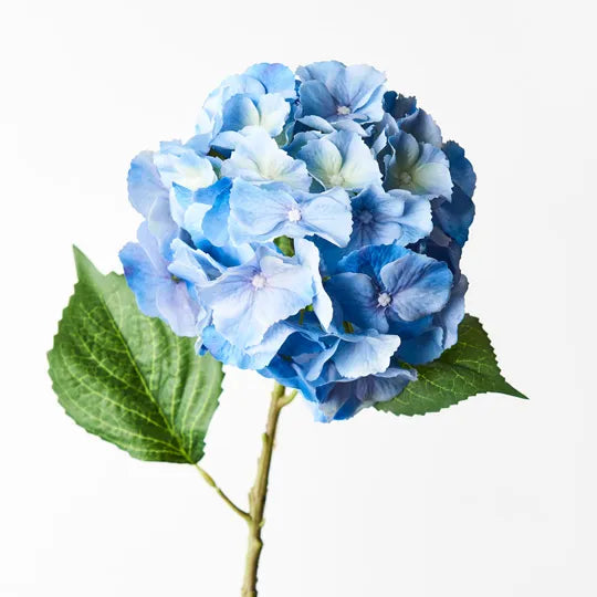 Hydrangea (Blue)