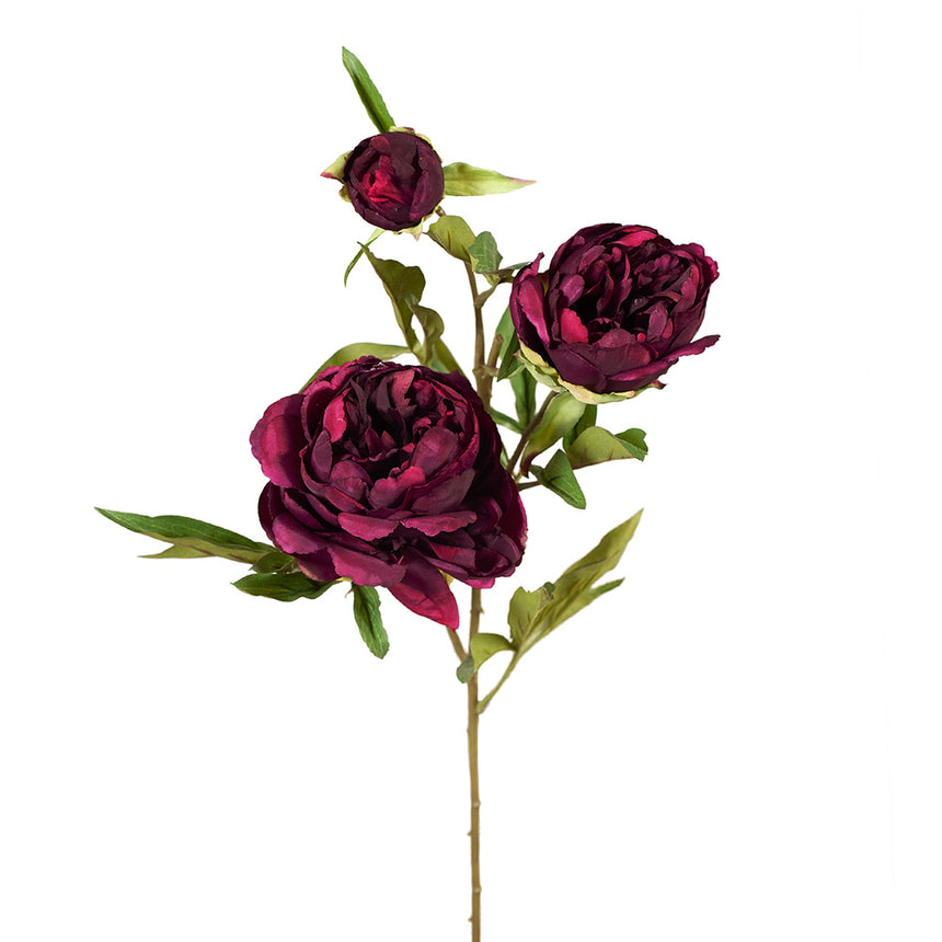 Peony and Bud (Burgundy)