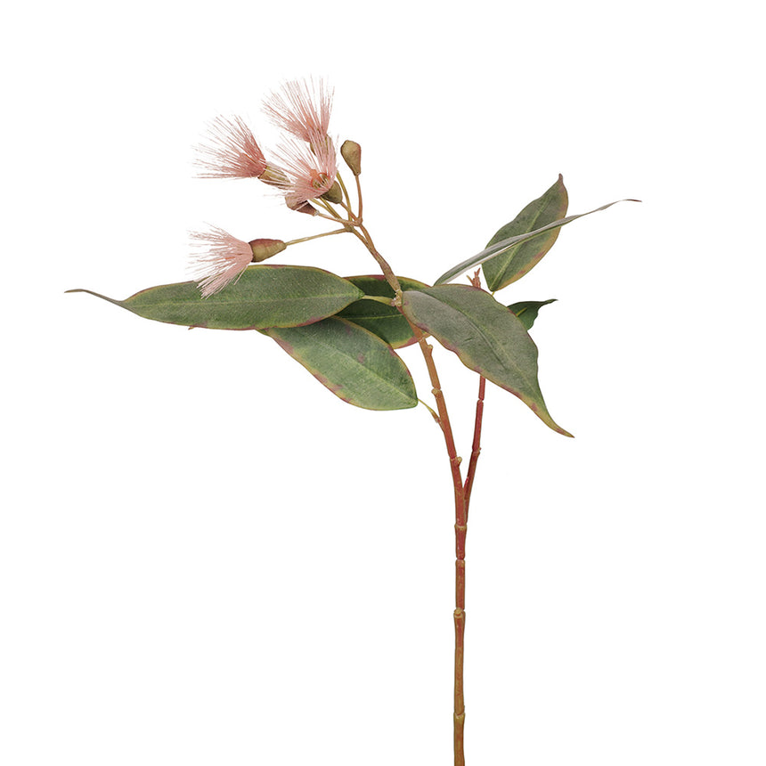 Eucalyptus Blossom (Pink)