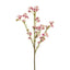 Wax flower (pink)