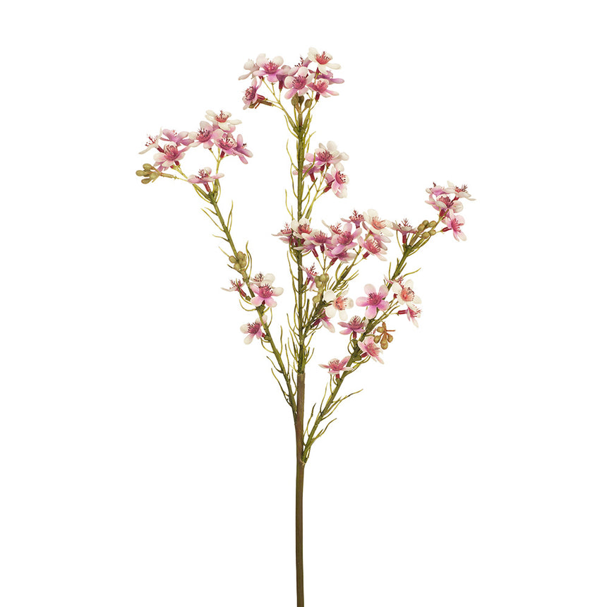 Wax flower (pink)