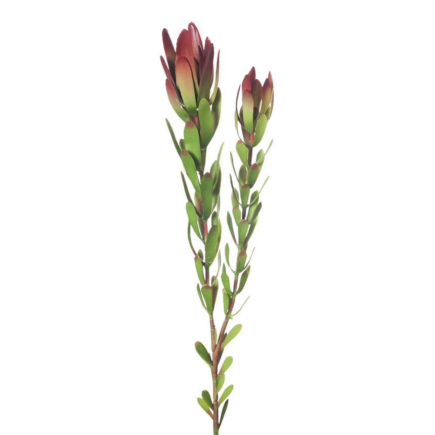 Protea Leucadendron (Burgundy)