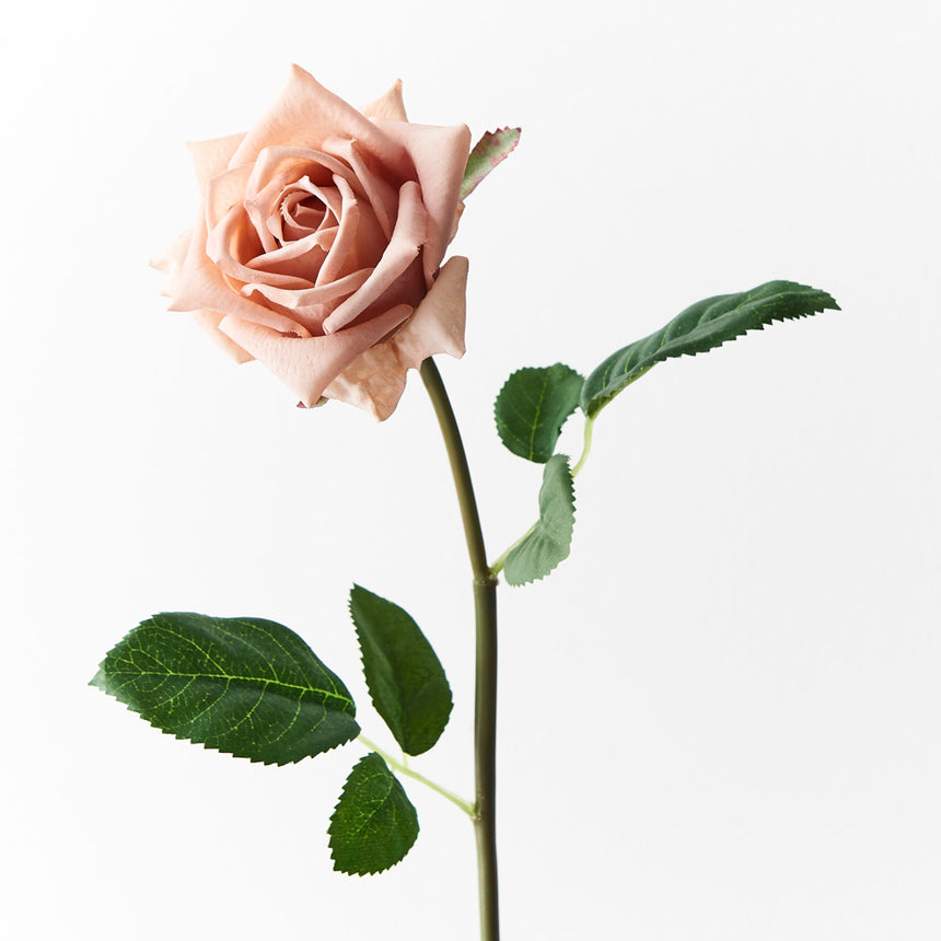 Lola Rose (Blush)