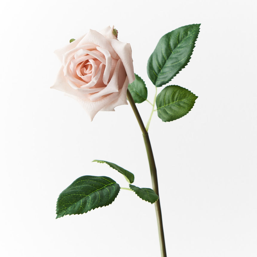 Lola Rose (Soft Pink)