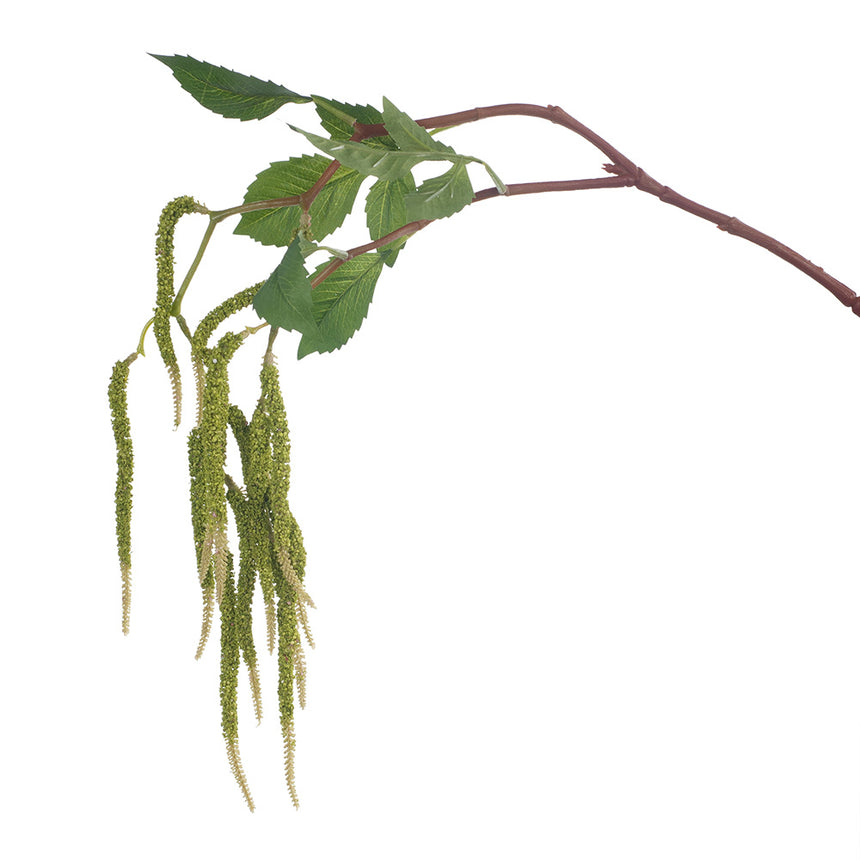 Amaranthus (Green)