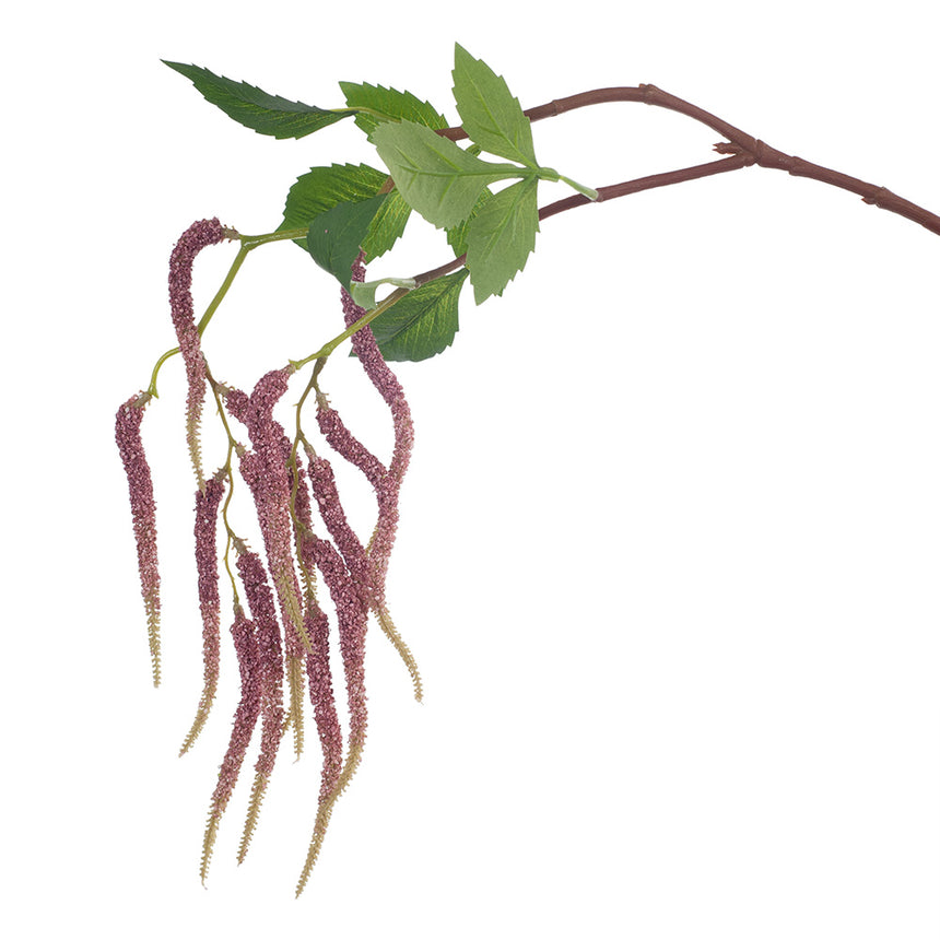 Amaranthus (pink)
