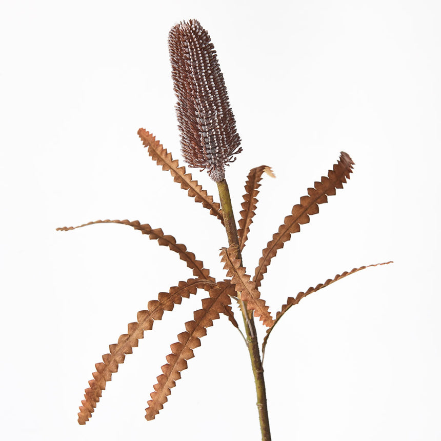 Pencil Banksia (Coffee)