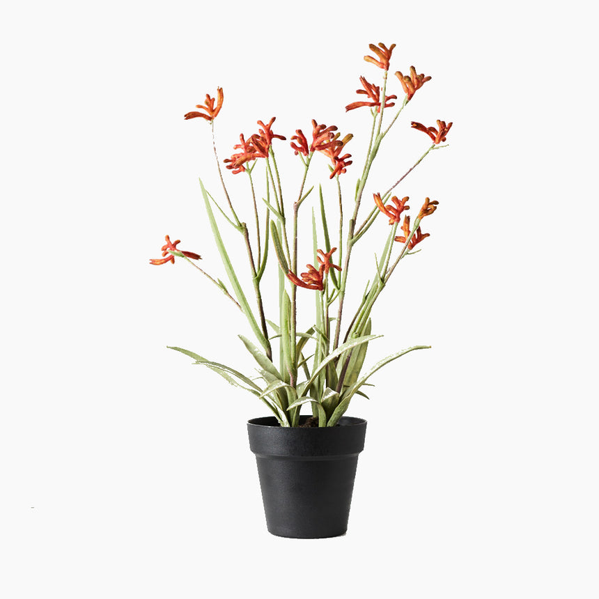 Kangaroo Paw Plant (Burnt Orange)