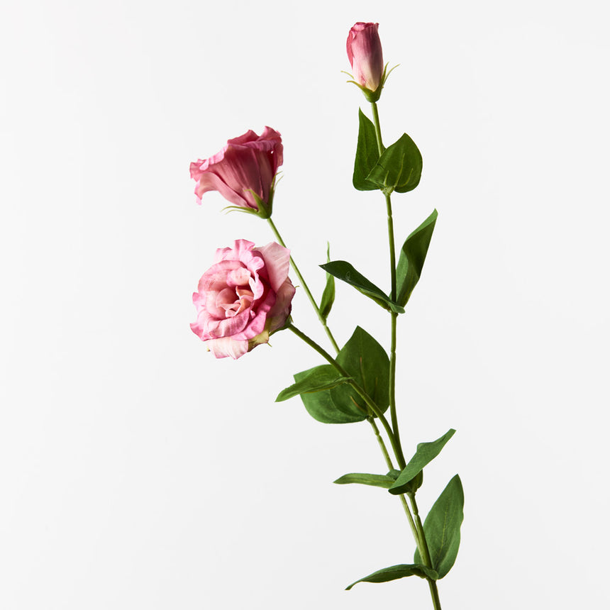 Lisianthus (Pink/Mauve)
