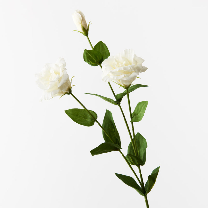 Lisianthus (White)