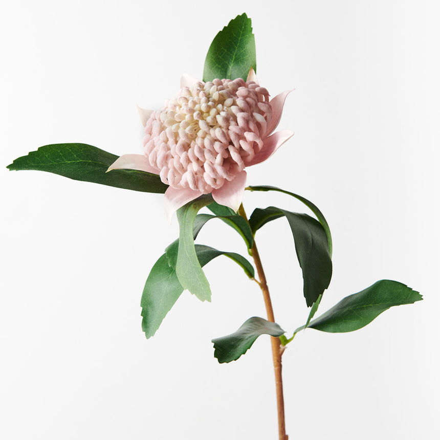 Waratah (Light Pink)