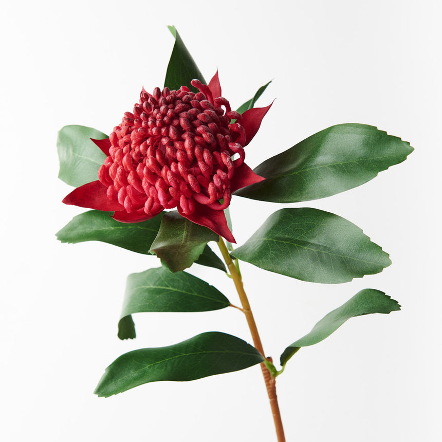 Waratah (Red)