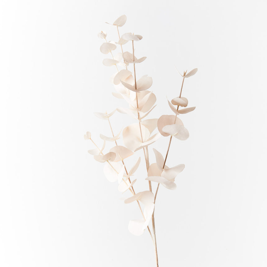 Dollar Gum (Ivory)