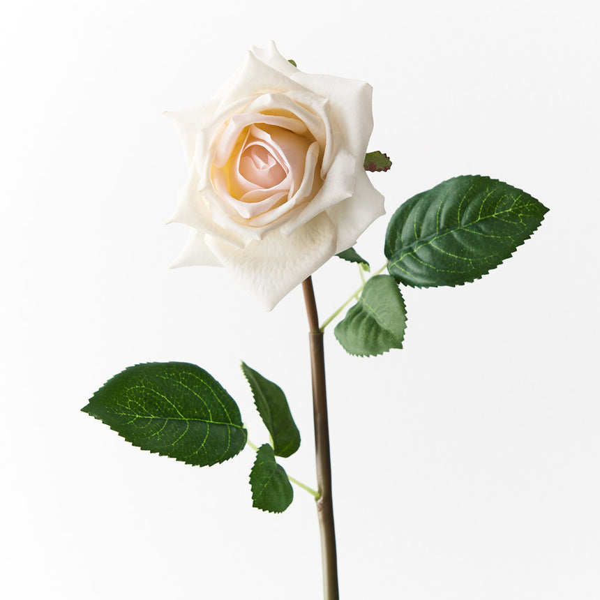Lola Rose (Ivory)