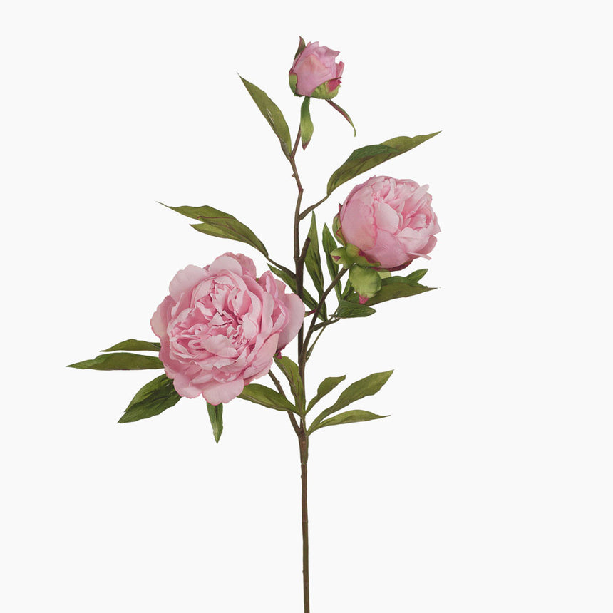 Peony and Bud (Light Pink)