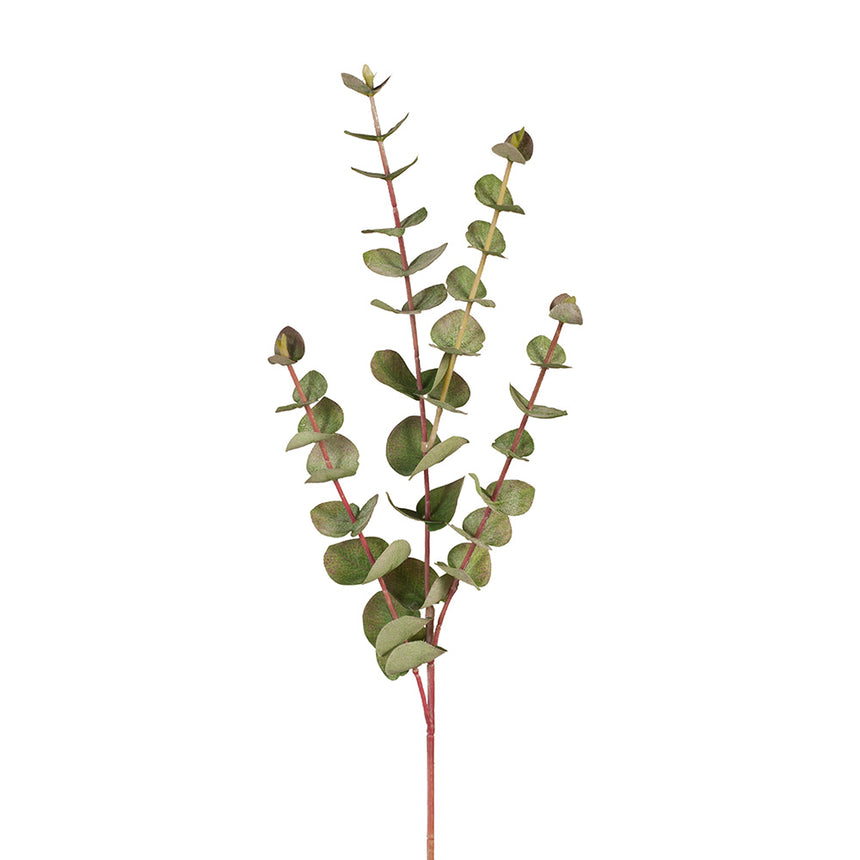 Eucalyptus Silver Dollar (Small)
