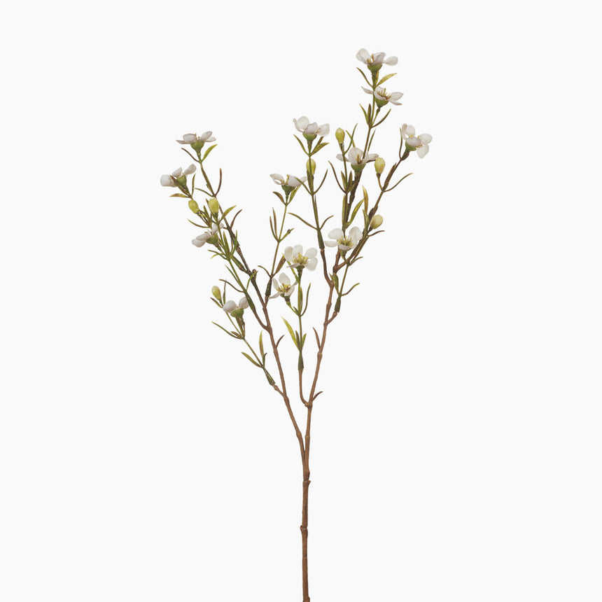 Wax Flower (White) Large