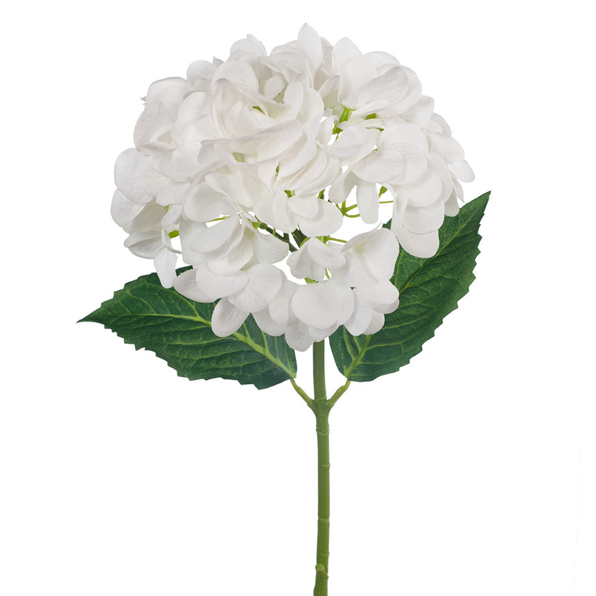 Hydrangea (White)