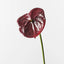 Anthurium - Burgundy