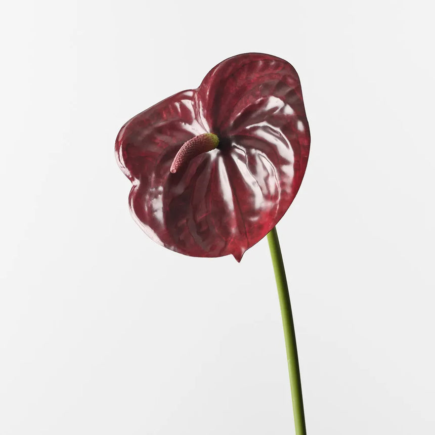 Anthurium - Burgundy