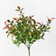 Ruscus Bush