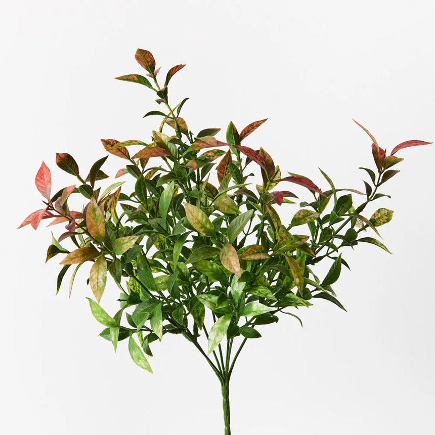 Ruscus Bush