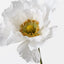 Poppy White