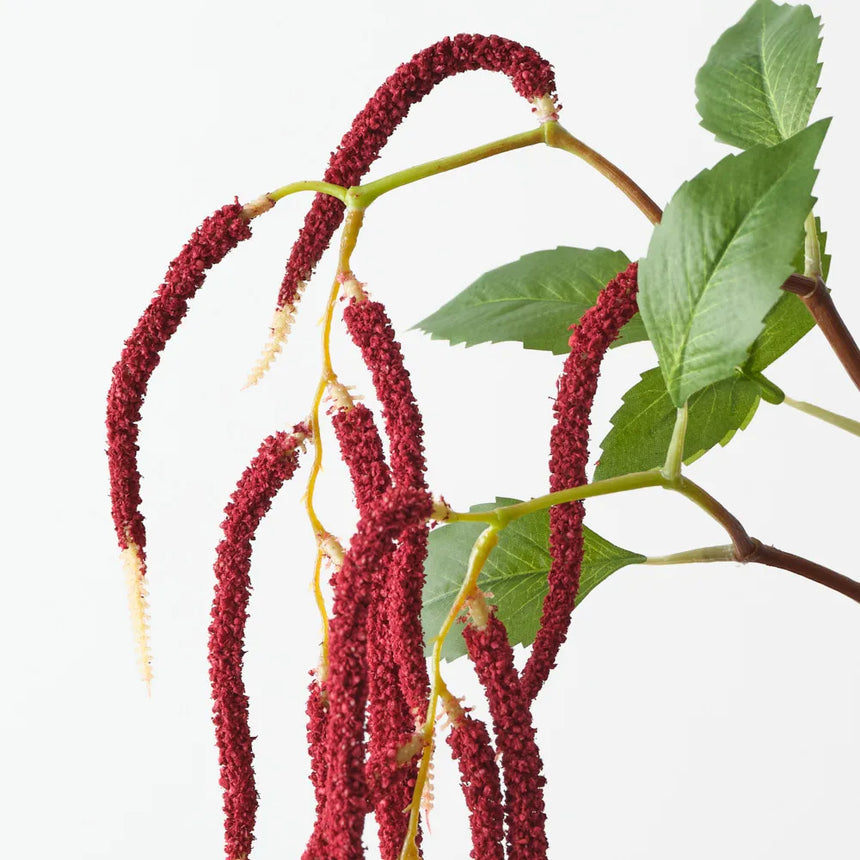 Amaranthus - Burgundy