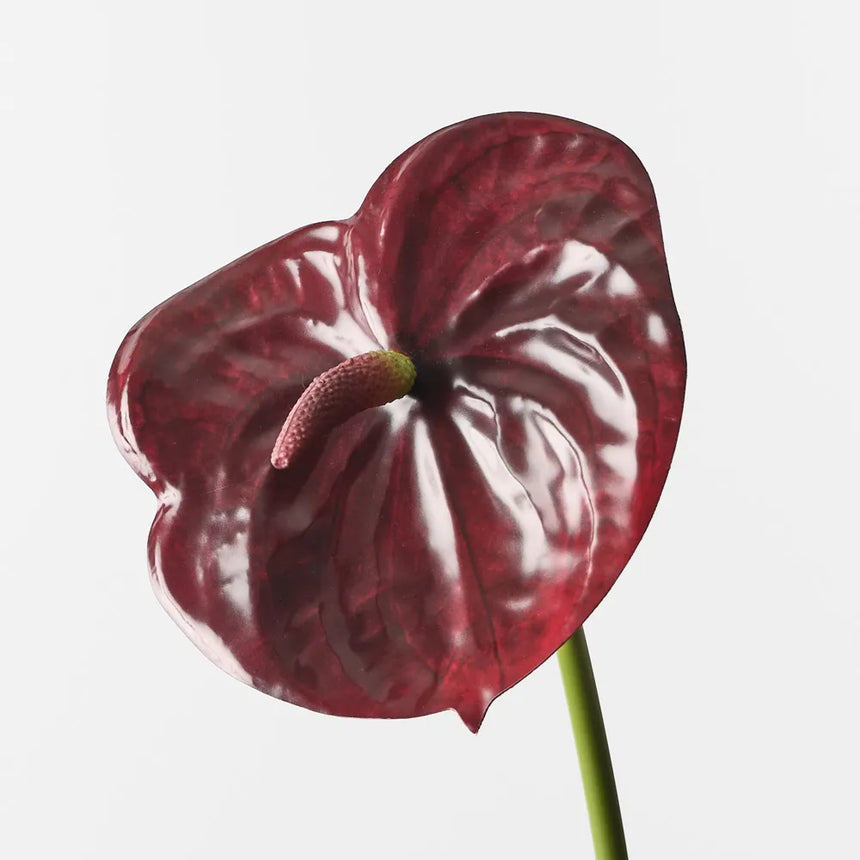 Anthurium - Burgundy