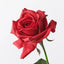 Kim Rose - Red