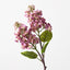 Lilac Spray