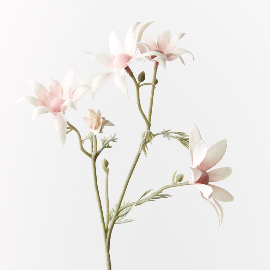 Flannel Flower (Light Pink)
