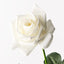 Kim Rose - White